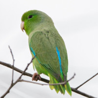 Turquoise-winged Parrotlet
